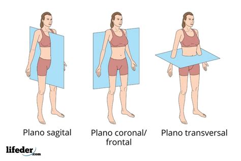 Plano sagital características para qué sirve movimientos ejemplos