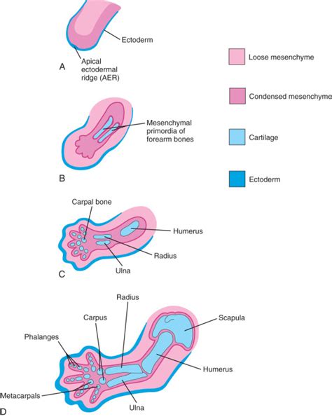 Development Of Limbs Obgyn Key