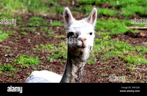 A Llama Where Stock Videos And Footage Hd And 4k Video Clips Alamy