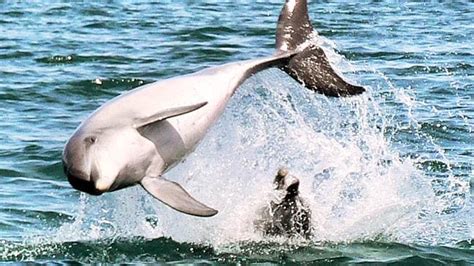 More dolphins in South West in breeding season - study