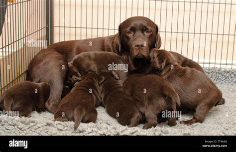 Newborn Chocolate Lab Puppies