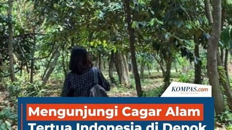 Mengunjungi Cagar Alam Tertua Indonesia Di Depok Kompascom Vidio