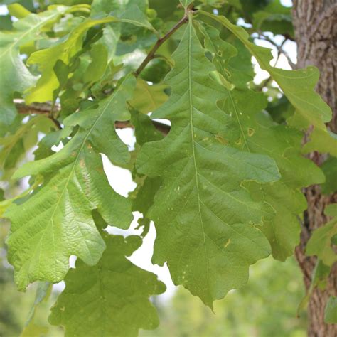 Quercus Macrocarpa Bur Oak Tree Facts And Pictures A6e