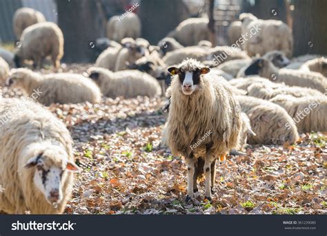 Livestock Farm Herd Sheep Stock Photo 361239080 Shutterstock