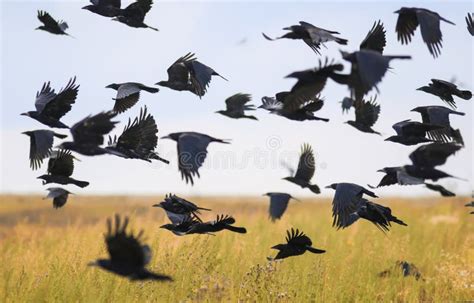 Flock Of Black Birds Crows And Rooks Fly Flock Over Plem In Autumn