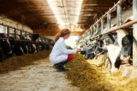 Per Odo De Transi O De Vacas Leiteiras Como Fazer Um Bom Manejo Pr