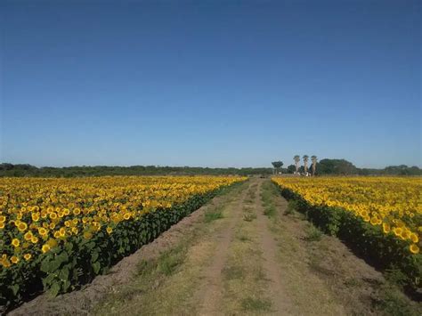 Campo Ganadero En Venta De Hect Reas En Vera Santa Fe Agrofy