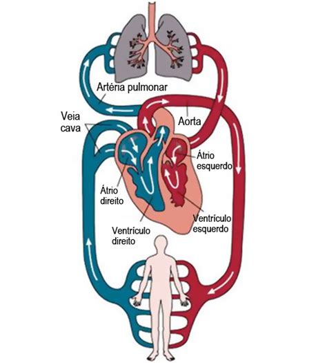 Sistema Circulatório Humano Anatomia Do Sistema Cardiovascular Resumo