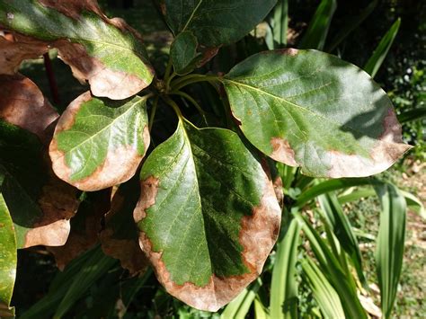 Avocado Persea Americana Potassium K Deficiency Flickr