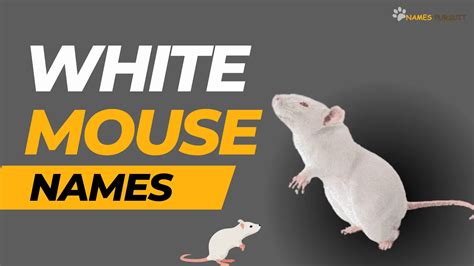 White Mouse Names [320+ Charming Ideas]