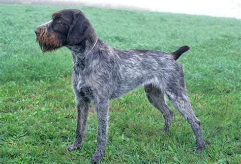 German Wirehaired Pointer Breed Information