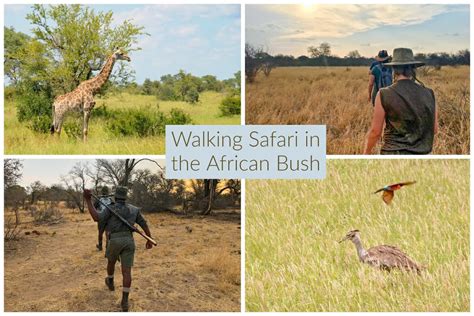 Walking Safari in the African Bush - The Wildlife Diaries