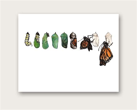 Monarch Butterfly Metamorphosis Art Print - Etsy