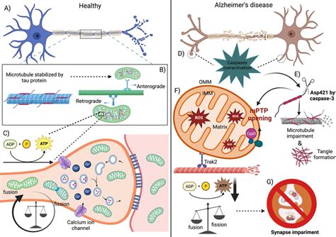 Caspase Cleaved Tau Promotes Mitochondrial Dysfunction And Synaptic