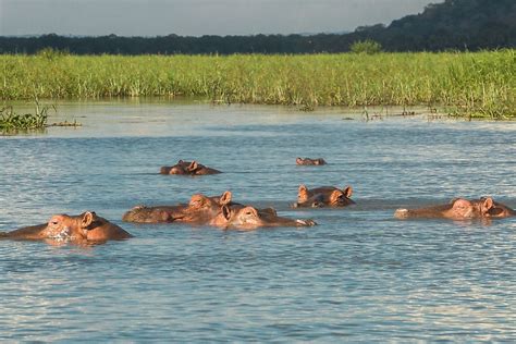 What Do Hippos Eat? - WorldAtlas