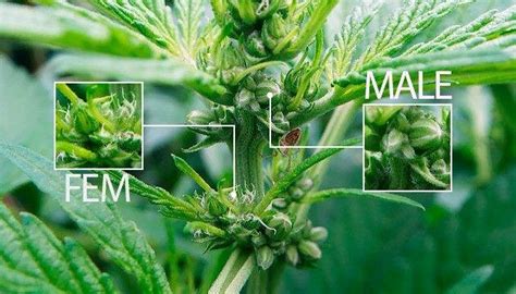 Hermaphrodite Cannabis Plant Showing Male And Female Flowers On Same