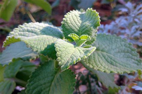 How To Grow And Care For Cuban Oregano Gardeners Path