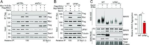 Ufmylation Promotes Rig I Interaction With For Mavs Activation