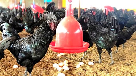 कडकनाथ Poultry व अंडी विक्री रेट Youtube