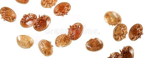 Varroa destructor stock photo. Image of close, beekeeper - 77303328