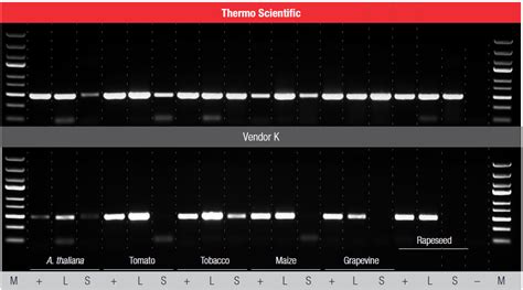 Direct PCRPhire And Phusion Kits Master Mixes Thermo Fisher