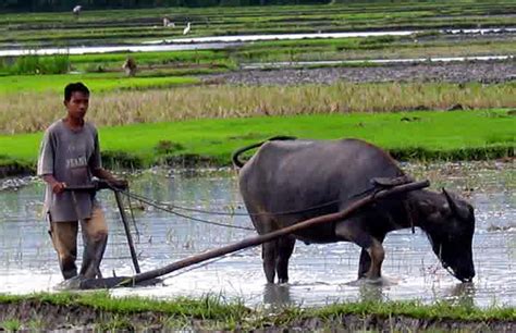 Teknologi Modern Dalam Bidang Pertanian Global Tekno