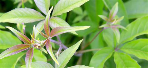 philippines herbs plants recommended  doh laminine recommended