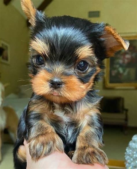 Toy Yorkie Guide Lifespan Price Size Temperament More