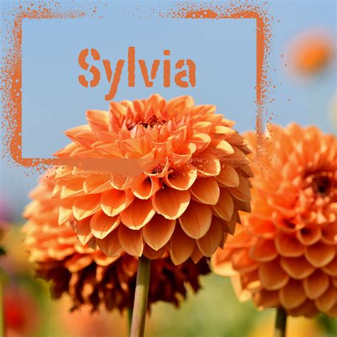 Sylvia Dahlia Tuber - The Wildstyler NZ | Fiery Pumpkin Orange Blooms