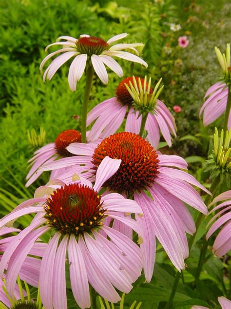 purple coneflowers Free Photo Download | FreeImages