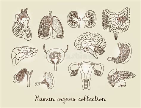 Hand Drawn Set Of Human Internal Organs Stock Vector Illustration Of