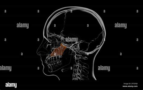 Human Skeleton Vomer Bone Anatomy 3d Illustration Stock Photo Alamy