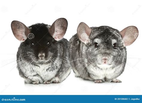 Two Grey Chinchillas On A White Stock Photo Image Of Soft Amusing