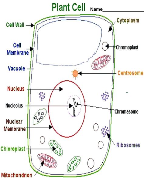 Label Plant Cell Worksheet Owhentheyanks