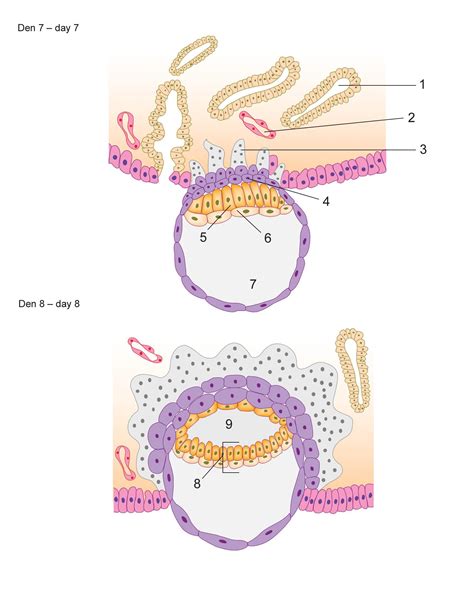 Lf Zlhe C Histologie A Embryologie I Cvi En