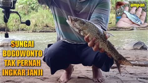 Umpan Jitu Ikan Hampala Mancing Hampala Besar LIVE BAIT YouTube