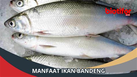 6 Manfaat Ikan Bandeng Bagi Kesehatan Simak Biotifor