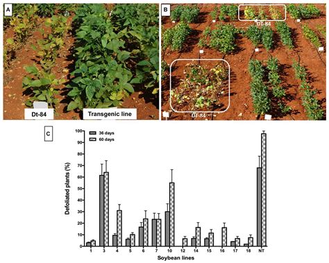 Frontiers Field Resistance To Phakopsora Pachyrhizi And