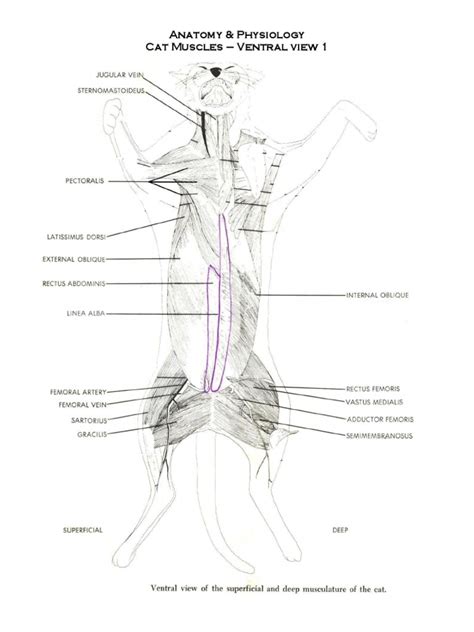 Cat Muscle Diagrams Pdf