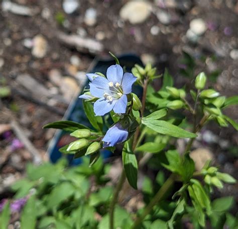 Best Pollinator-Friendly Native Plants for Shade Gardens