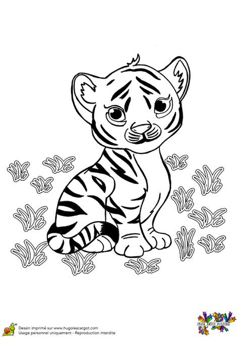 Bebe Tigre Dessin Facile Dessin Facile