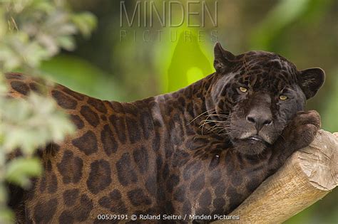 Jaguar stock photo - Minden Pictures