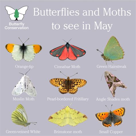 Butterflies and Moths to see in May | Butterfly conservation, Butterfly ...