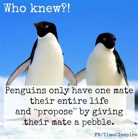 Penguin Love Quotes. QuotesGram