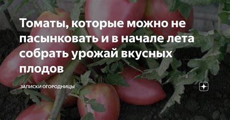 Томаты, которые можно не пасынковать и в начале лета собрать урожай ...