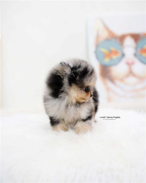 Teacup Pomeranian Female [Kiara] | Lowell Teacup Puppies inc