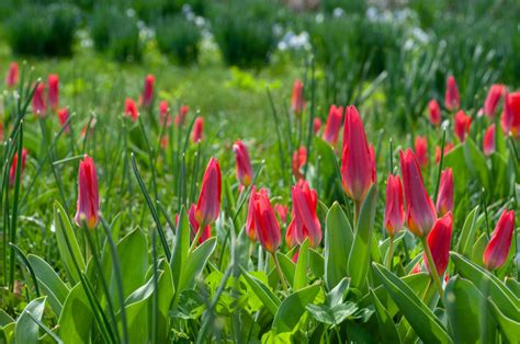 Scarlet Baby Tulip Bulbs Always Wholesale Pricing Colorblends