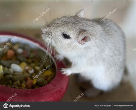 Close Van Een Woestijnrat Eten ⬇ Stockfoto Rechtenvrije Foto Door © Bo