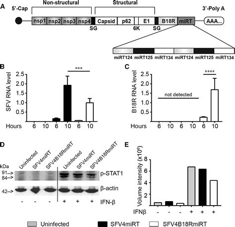 Insertion Of The Type I Ifn Decoy Receptor B18r In A Mirna Tagged Semliki Forest Virus Improves