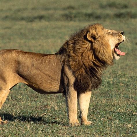 What Does Lion Mean Sexually at Clayton Cooper blog